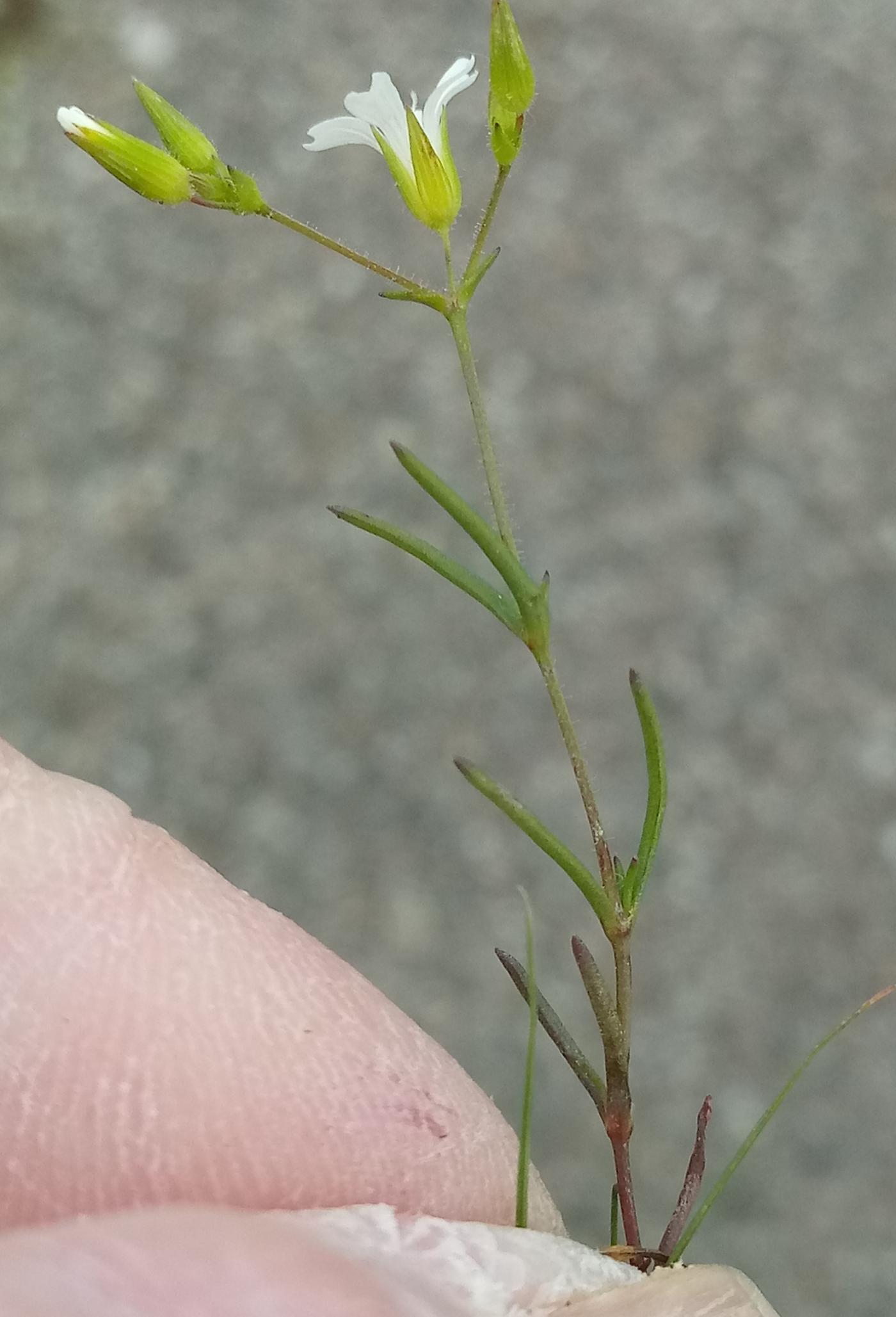 Mononeuria patula image